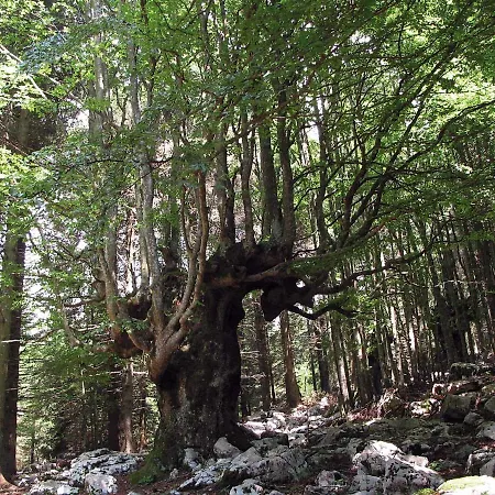 Alpstuga Orchidea Gallio