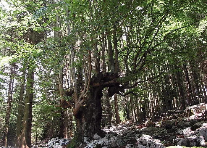 Domek alpejski Orchidea Gallio